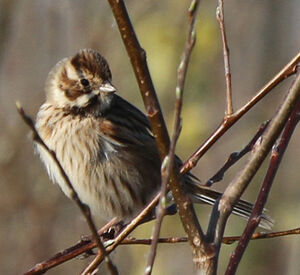 Common Reed Bunting 
&copy; Marc Declercq