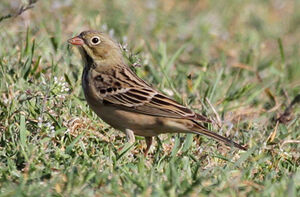 Ortolan Bunting 
&copy; Marc Declercq