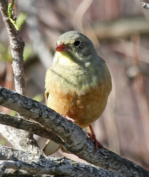 Ortolan Bunting 
&copy; Marc Declercq