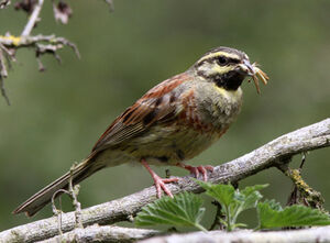 Cirl Bunting 
&copy; Marc Declercq