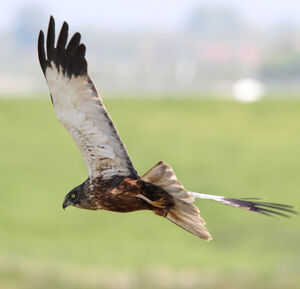 Western Marsh Harrier