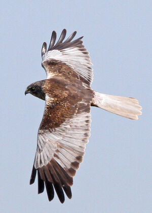Western Marsh Harrier