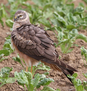 Pallid Harrier