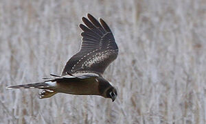 Pallid Harrier