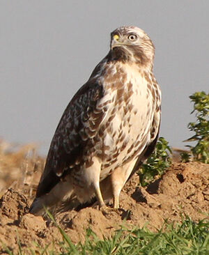 Buse variable 
&copy; Marc Declercq