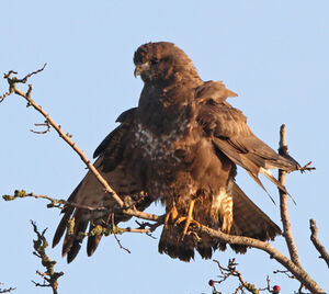 Buse variable 
&copy; Marc Declercq