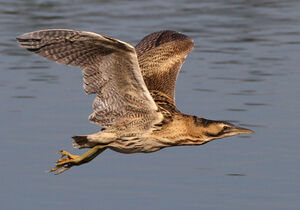 Eurasian Bittern