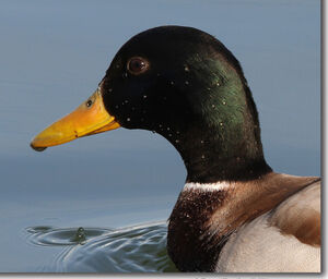 Canard colvert 
&copy; Marc Declercq