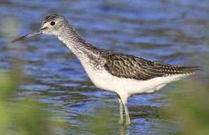 Common Greenshank 
&copy; Marc Declercq