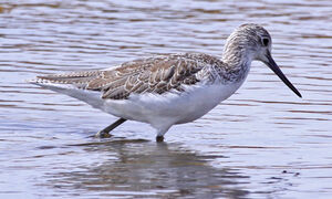 Common Greenshank 
&copy; Marc Declercq