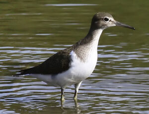 Common Sandpiper 
&copy; Marc Declercq