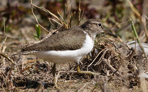 Common Sandpiper 
&copy; Marc Declercq