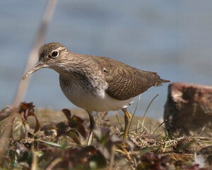 Common Sandpiper 
&copy; Marc Declercq