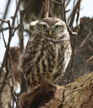 Little Owl