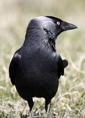 Western Jackdaw