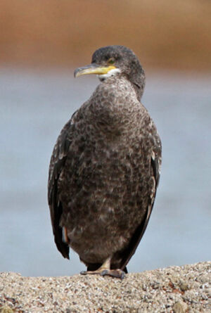 Cormoran huppé