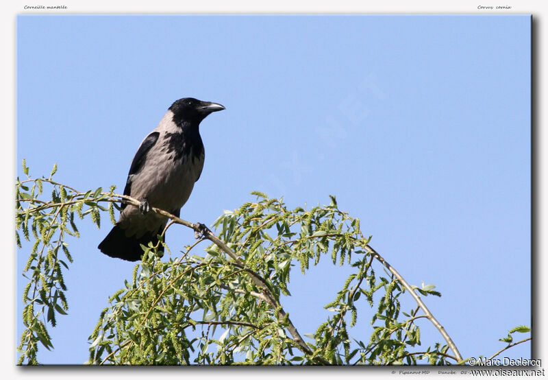 Hooded Crow, identification