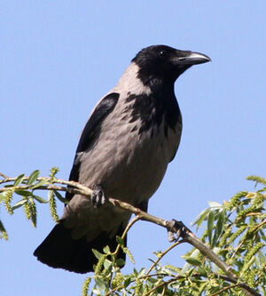 Hooded Crow 
&copy; Marc Declercq