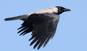 Hooded Crow 
&copy; Marc Declercq