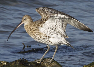 Eurasian Curlew 
&copy; Marc Declercq