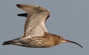 Eurasian Curlew 
&copy; Marc Declercq