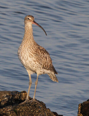 Eurasian Curlew 
&copy; Marc Declercq