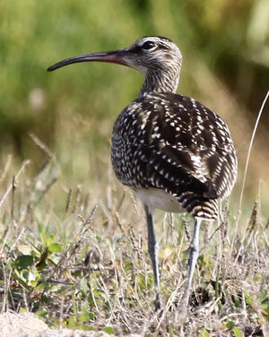 Whimbrel 
&copy; Marc Declercq