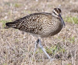 Whimbrel 
&copy; Marc Declercq