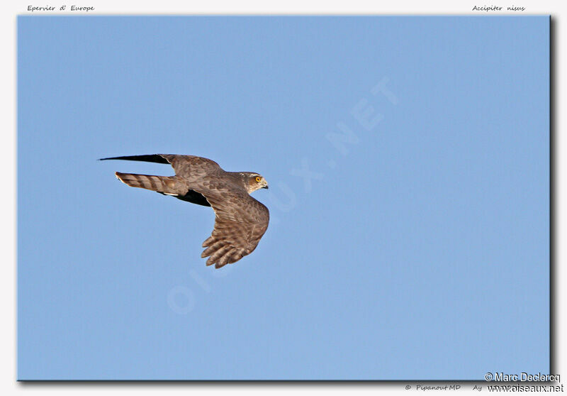 Eurasian Sparrowhawkjuvenile, Flight