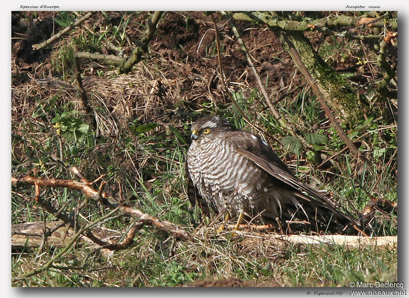 Eurasian Sparrowhawk, identification