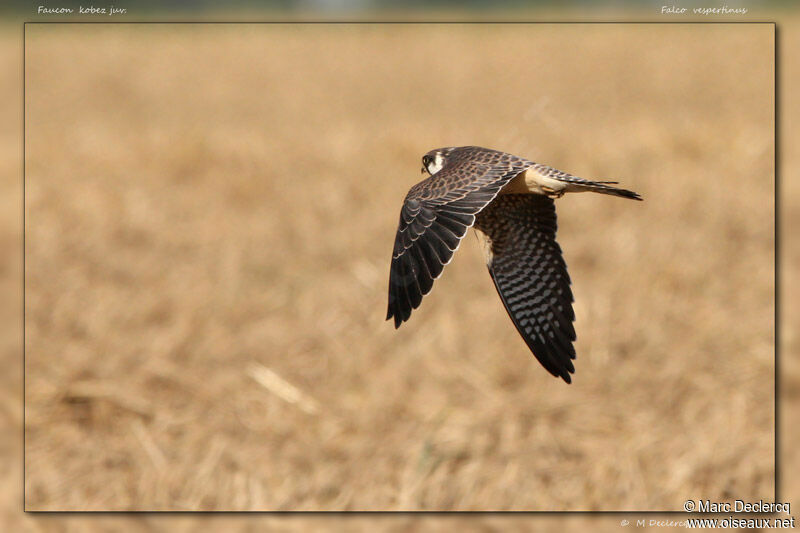 Red-footed Falconjuvenile, Flight