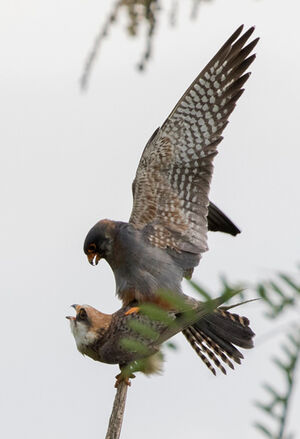 Red-footed Falcon