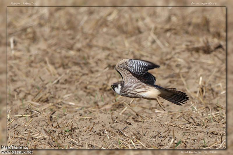 Red-footed Falconjuvenile, Flight