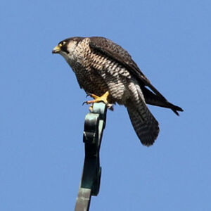 Peregrine Falcon 
&copy; Marc Declercq