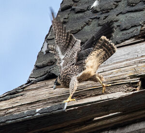 Peregrine Falcon 
&copy; Marc Declercq