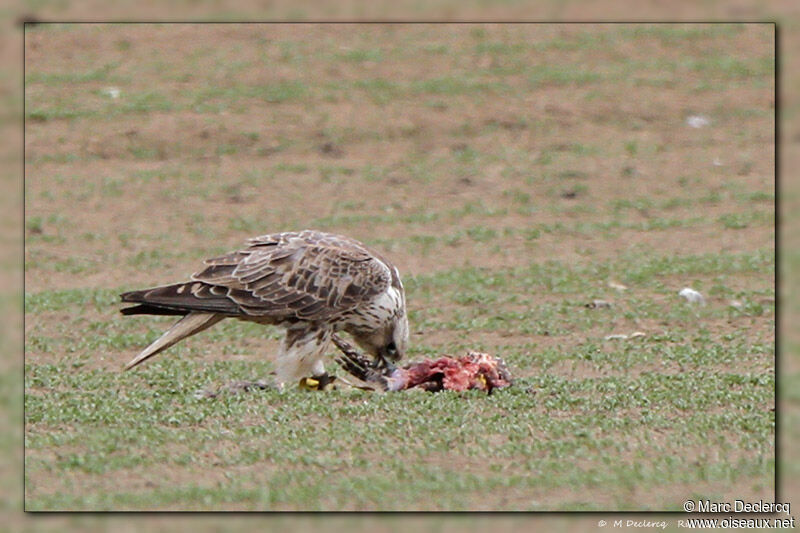 Saker Falcon, identification, feeding habits