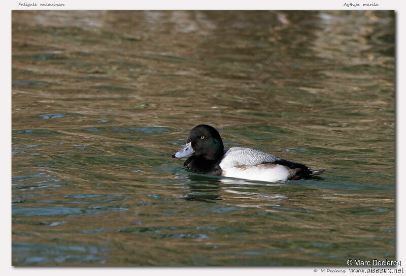 Greater Scaup male, identification