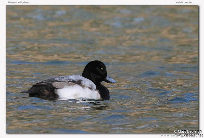 Greater Scaup, identification