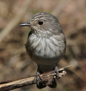 Spotted Flycatcher