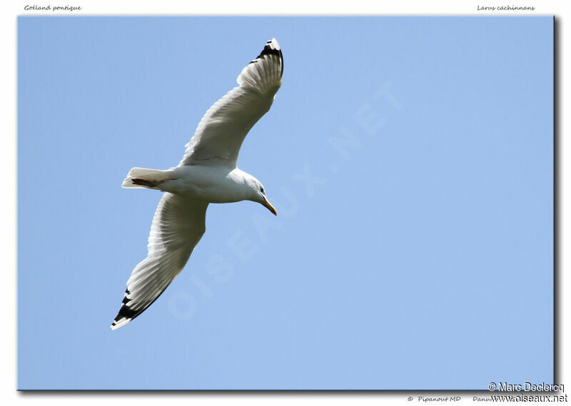 Caspian Gull, Flight