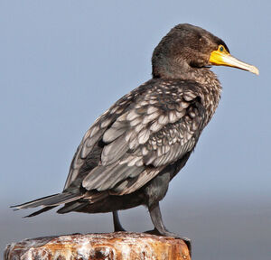 Grand Cormoran