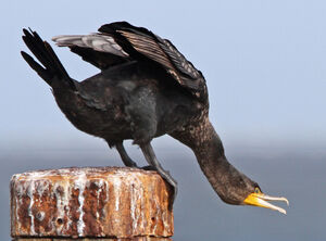 Grand Cormoran