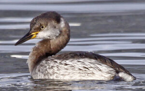 Red-necked Grebe 
&copy; Marc Declercq
