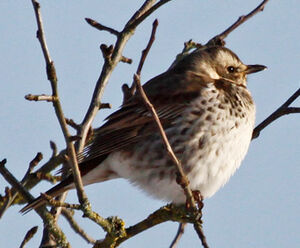 Dusky Thrush 
&copy; Marc Declercq