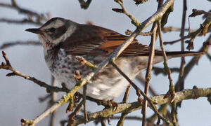 Dusky Thrush 
&copy; Marc Declercq