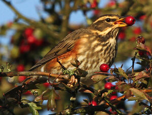 Redwing