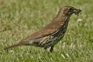 Song Thrush