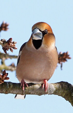 Hawfinch