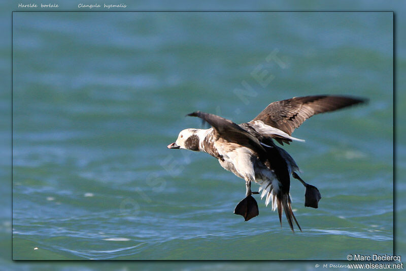 Long-tailed Duck male, Flight