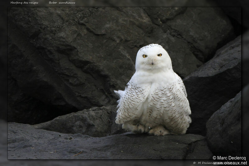 Snowy Owlimmature, identification